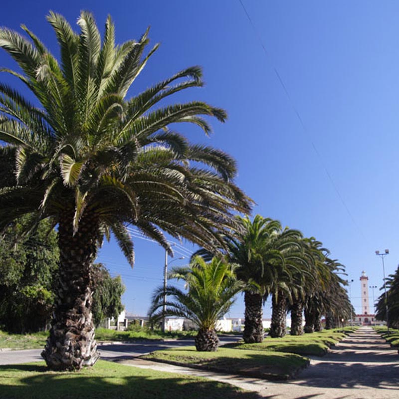 la-serena-6